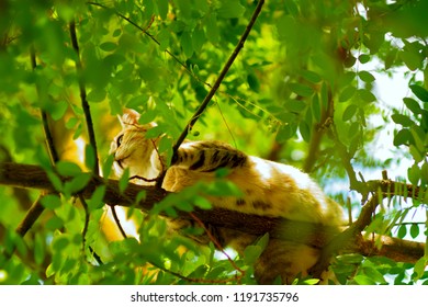 cat in the branches of a tree