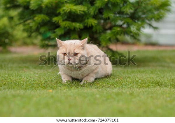 Cat Breed British Short Hair On Stock Image Download Now