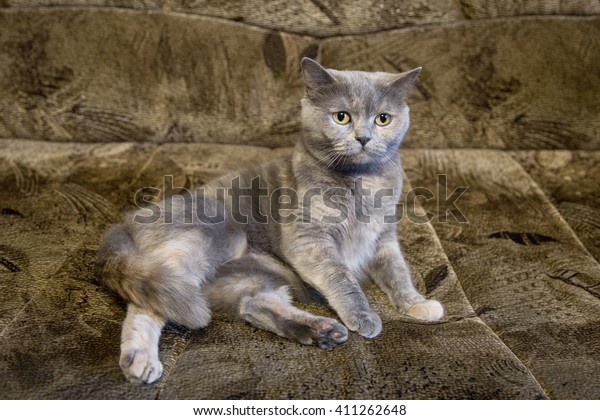 Cat Breed British Shorthair Gray Brown Stock Photo Edit Now