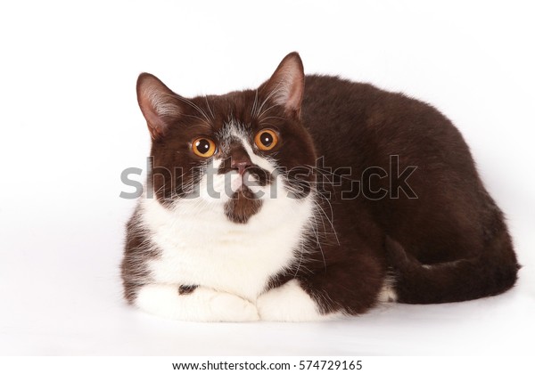 Cat Breed British Shorthair White Brown Animals Wildlife Stock