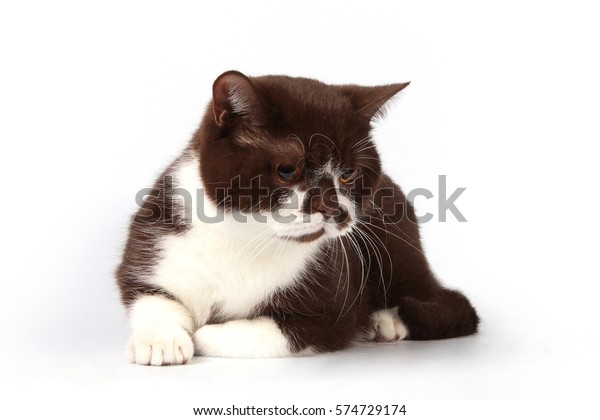 Cat Breed British Shorthair White Brown Animals Wildlife Stock