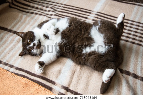 Cat Breed British Shorthair White Brown Stock Photo Edit Now