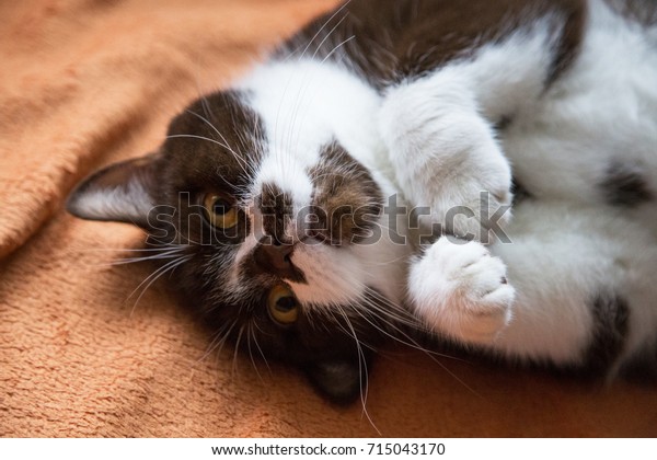 Cat Breed British Shorthair White Brown Stock Photo Edit Now