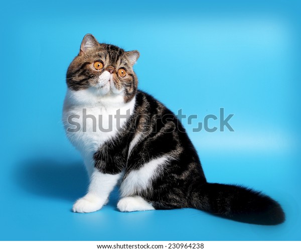 Cat Breed Exotic Short Hair Bicolor Stock Photo Edit Now 230964238