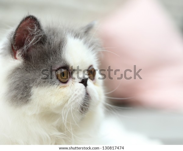 Cat Breed Exotic Shorthair Room Stock Photo Edit Now 130817474