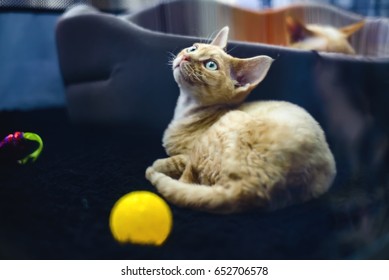 Cat Of Breed German Or Prussian Rex Is One Of The First Curly Breeds.