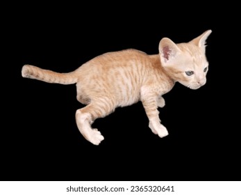 A cat breed native to northern Thailand. - Shutterstock ID 2365320641