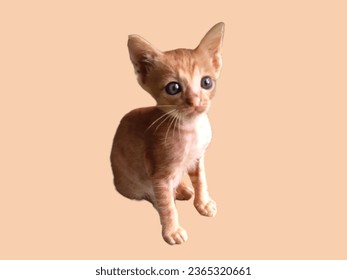 A cat breed native to northern Thailand. - Shutterstock ID 2365320661