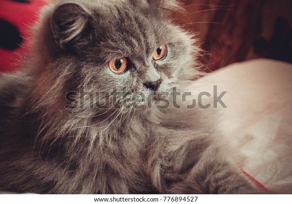 Cat Breed Scottish Fold Brown Color Stock Photo Edit Now 776894527