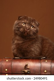 Chocolate Scottish Fold Images Stock Photos Vectors Shutterstock