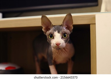 Cat Breed Sphinx Naked Cat Kitten Stock Photo Shutterstock