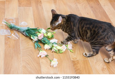 Cat Breed Toyger Dropped And Broken Glass Vase Of Flowers. Concept Of Damage From Pets.