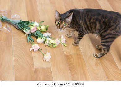 Cat Breed Toyger Dropped And Broken Glass Vase Of Flowers.