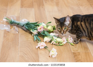 Cat Breed Toyger Dropped And Broken Glass Vase Of Flowers. Concept Of Damage From Pets.