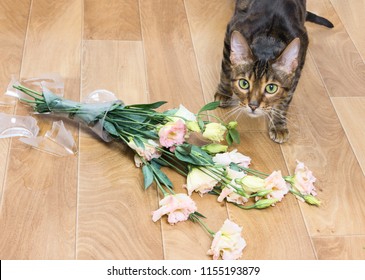 Cat Breed Toyger Dropped And Broken Glass Vase Of Flowers. Concept Of Damage From Pets.