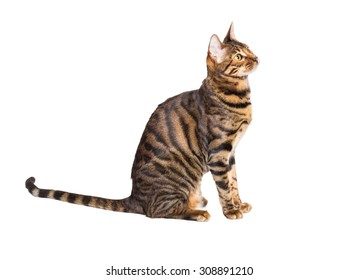 688 Toyger Cats Images, Stock Photos & Vectors | Shutterstock