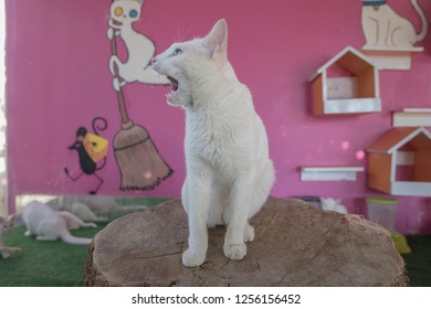 Cat Breed Turkish Van (Vankedisi) Or Turkish Angora