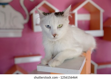 Cat Breed Turkish Van (Vankedisi) Or Turkish Angora