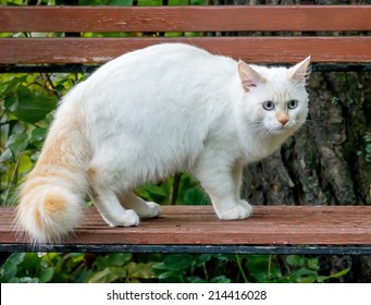 Turkish Van Cat Images Stock Photos Vectors Shutterstock