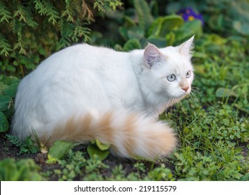 Turkish Van Cat Images Stock Photos Vectors Shutterstock