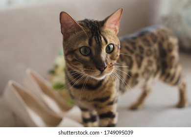 Bride Groom Cat」の画像、写真素材、ベクター画像  Shutterstock