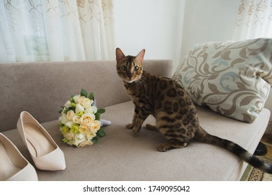 Bride Groom Cat」の画像、写真素材、ベクター画像  Shutterstock