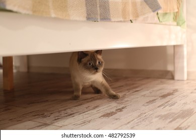  Cat (british Blue-point) Hiding Under The Bed