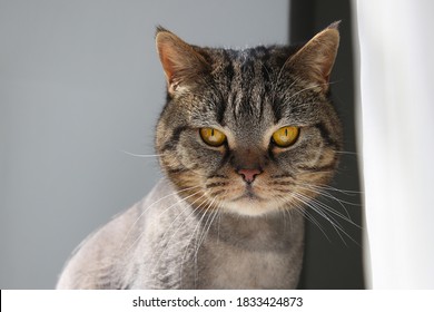 A Cat Of British Breed Sits On A Windowsill Behind A Curtain. Сat Haircut Styles, Lion Cut For Cats Concept.