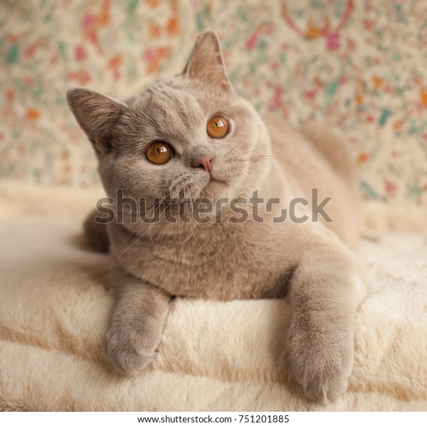 Cat British Short Hair Kitten Fawn Stock Photo Edit Now 751201885