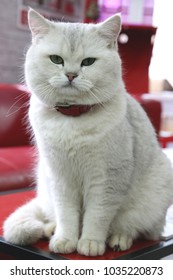 British Shorthair Images Stock Photos Vectors Shutterstock