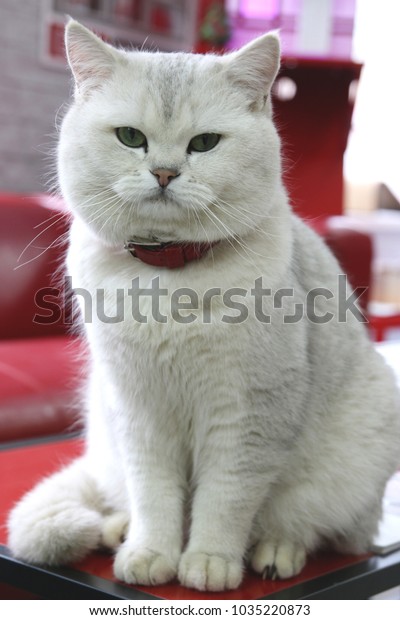 Cat British Shorthair Color Silver Chinchilla Stock Photo Edit