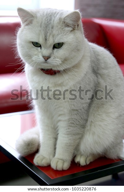 Cat British Shorthair Color Silver Chinchilla Stock Photo Edit