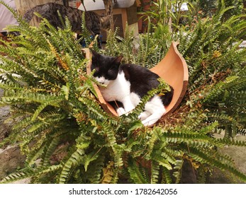 Cat In The Broken Vase