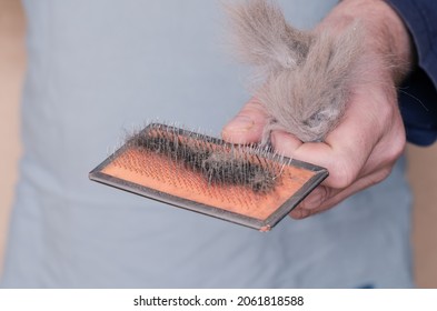 Cat brush with gray hair. The middle section of the man holds the grooming brush with hair. Pet. Selective focus.