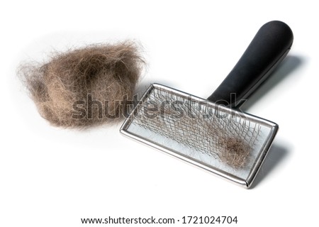 Cat brush with cat hair clump on the side. Wire bristle grooming brush. Fur stuck to comb. Brush out knots and remove middle, under or winter coat. Long hair cat maintenance. Isolated on white.