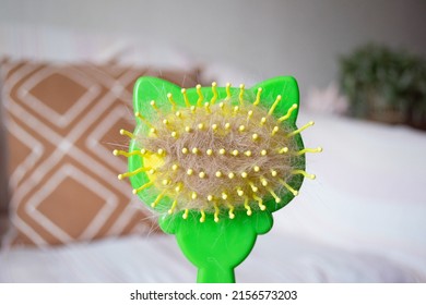 Cat Brush With Lump Of Cat Hair In Close-up. Hair Shedding In A Cat.