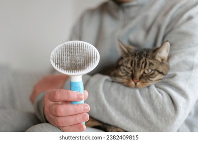 cat Brushing. Cat combing process.Caring for pets at home. tabby cat combing the hands.man combs a gray tabby cat.