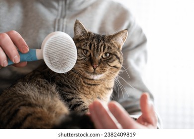 cat Brushing. Cat combing process.Caring for pets at home. Gray tabby cat close-up combing the hands.man combs a gray tabby cat.