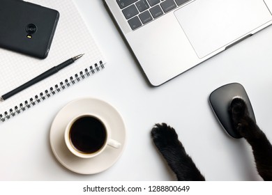 Cat Business Funny Concept. Cat's Paws Near Computer Mouse, Laptop, Coffee Cup, Mobile Phone And Notebook. White Desk.