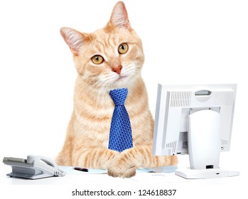 Cat Businessman In The Office With Computer And A Telephone.