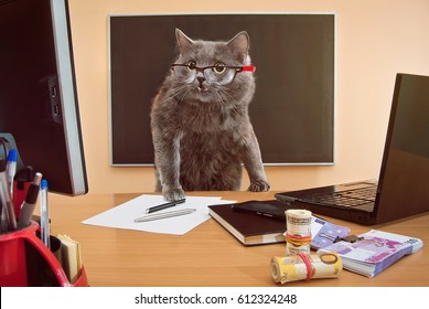 Chat Travaille Images Photos Et Images Vectorielles De Stock Shutterstock