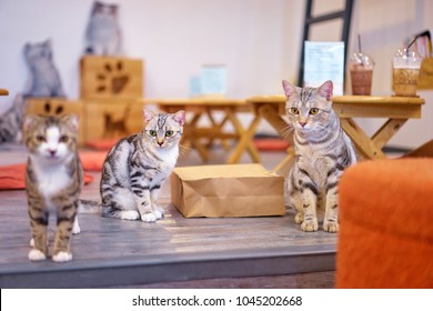 猫カフェ の画像 写真素材 ベクター画像 Shutterstock