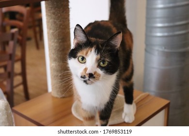 Cat In Cat Cafe Nuremberg