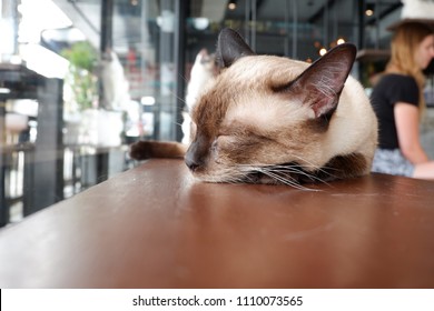 Cat At Cafe Of Relaxing