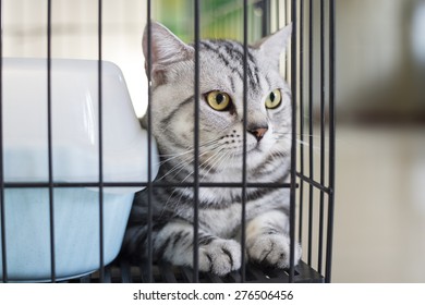 Cat In A Cage