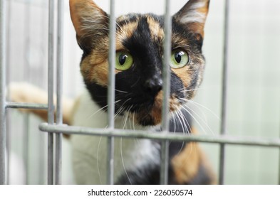 Cat In A Cage In A Shelter