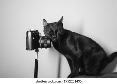 The cat and the camera.