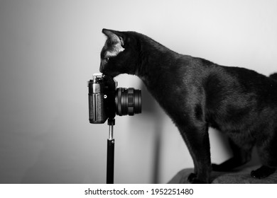 The cat and the camera.
