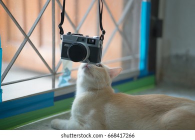 cat and camera