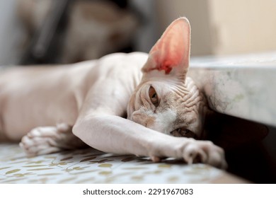 cat of the Canadian Sphynx breed lies with its paw outstretched